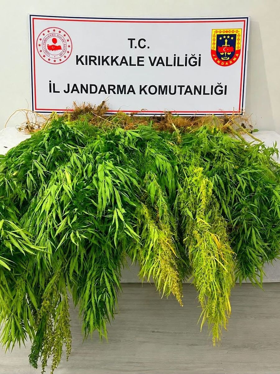 Mısır tarlasından kenevir çıktı: 3 gözaltı