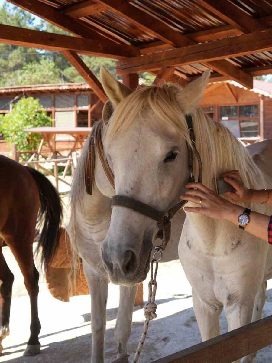 Büyükada’da kullanımı yasaklanan atlar, çiftlikleriyle meşhur Daday’da sahiplendirildi