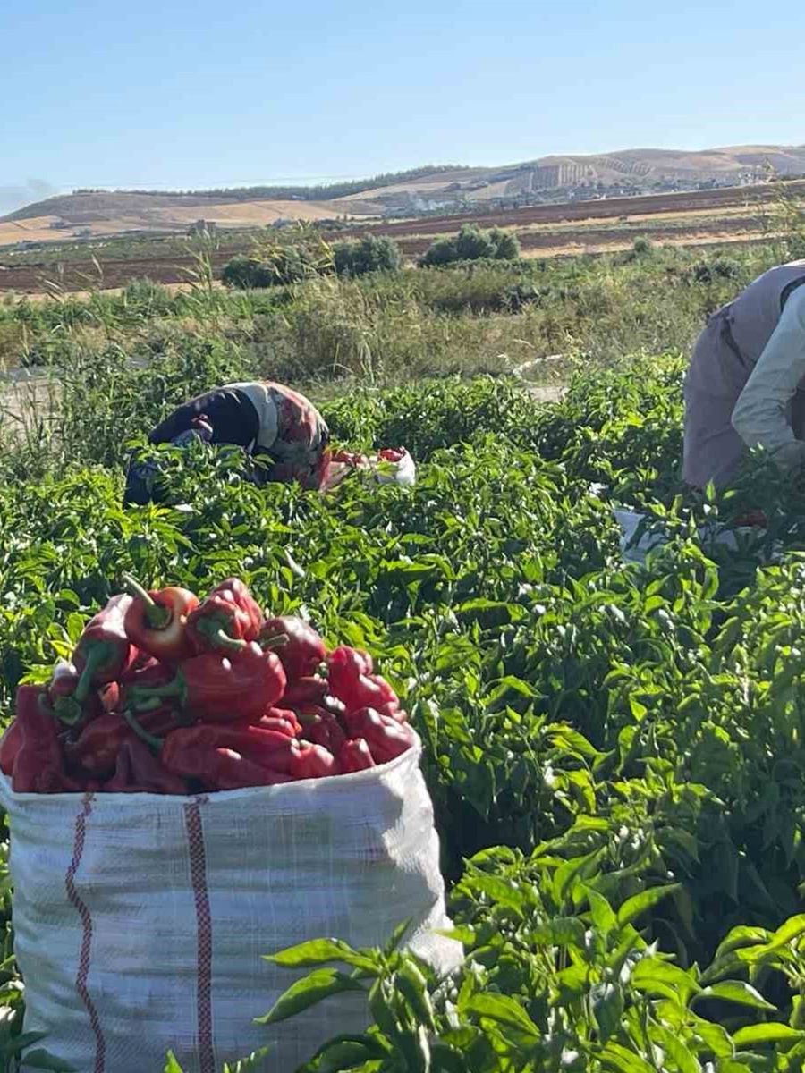 Tarlalardan sofralara acı yolculuk başladı