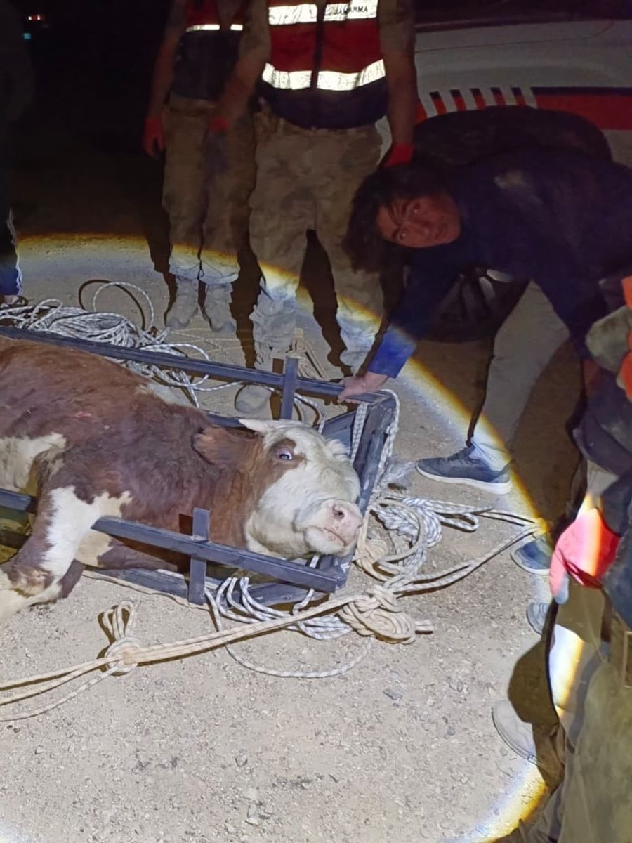 Erzincan’da uçuruma yuvarlanan büyükbaş hayvan kurtarıldı