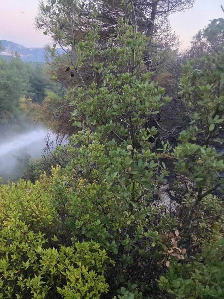 Hatay’da orman yangını çıktı