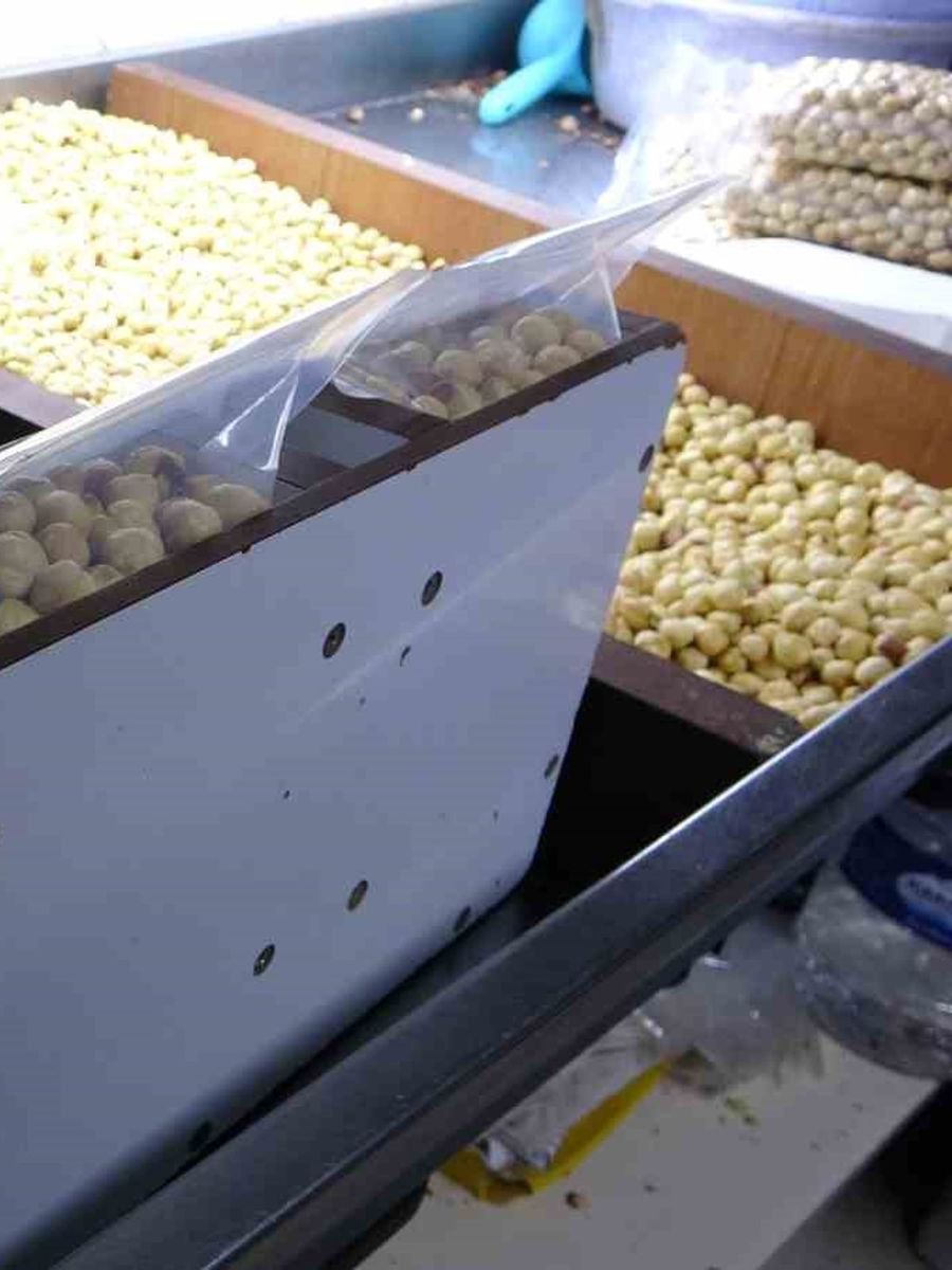Fındıkta hasat sezonu tamamlandı; kırım, kavurma ve paketleme çalışmaları başladı