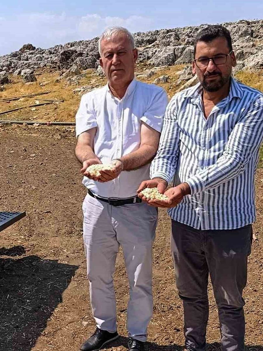 Araban sarımsağında zambak anaç tohum dönemi başlıyor
