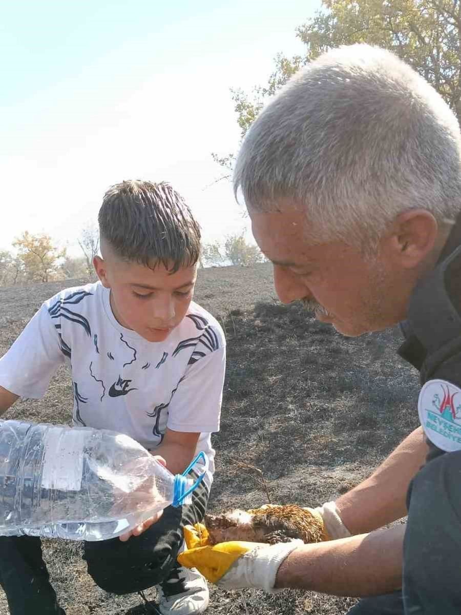 Yangında yaralanan kirpiyi itfaiye ekipleri hayata döndürdü