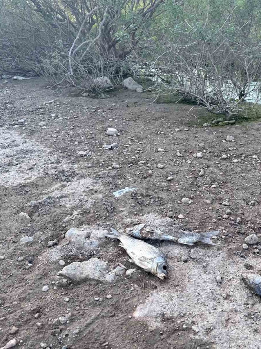 Ayvacık Barajı’nda toplu balık ölümleri