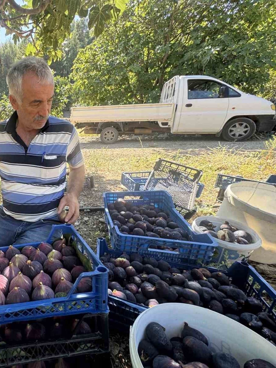 Antalya’da geciken incir hasat düşük rekolteye sebep oldu