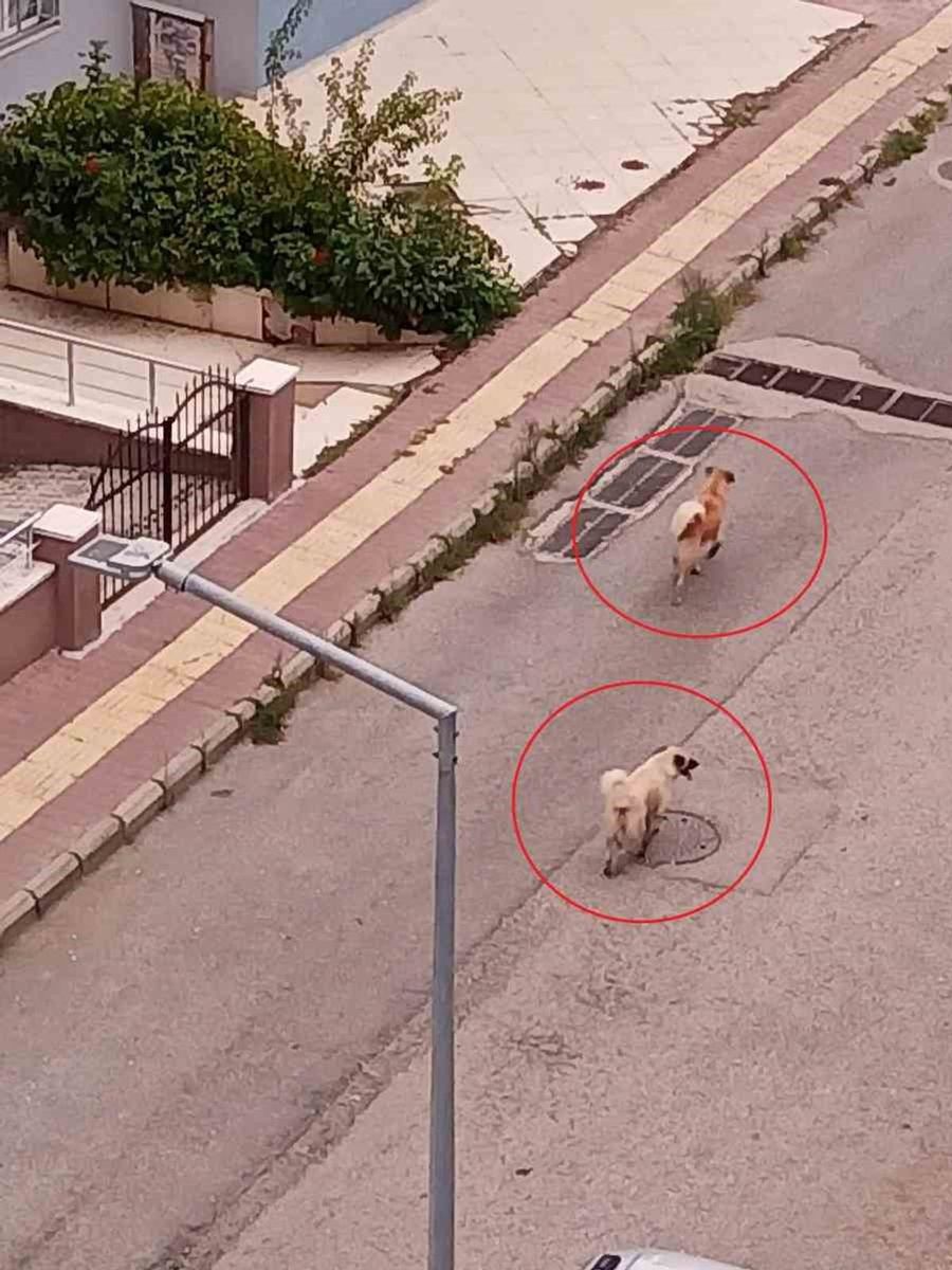 Atakum’da başıboş köpek tedirginliği