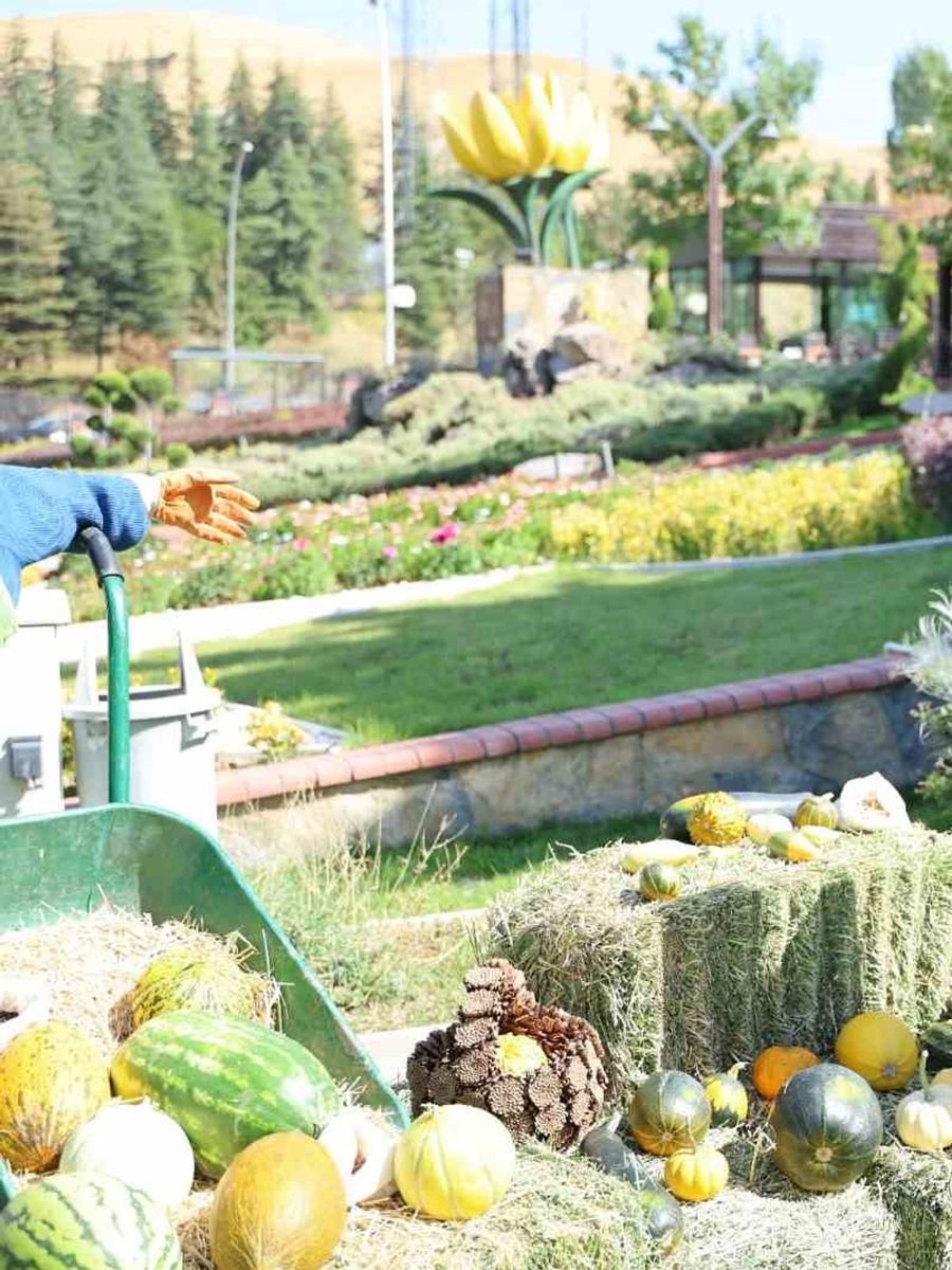 Pursaklar’da bulunan Ata Bahçesi’nde yetiştirilen sebzeler ve meyveler hasat edildi