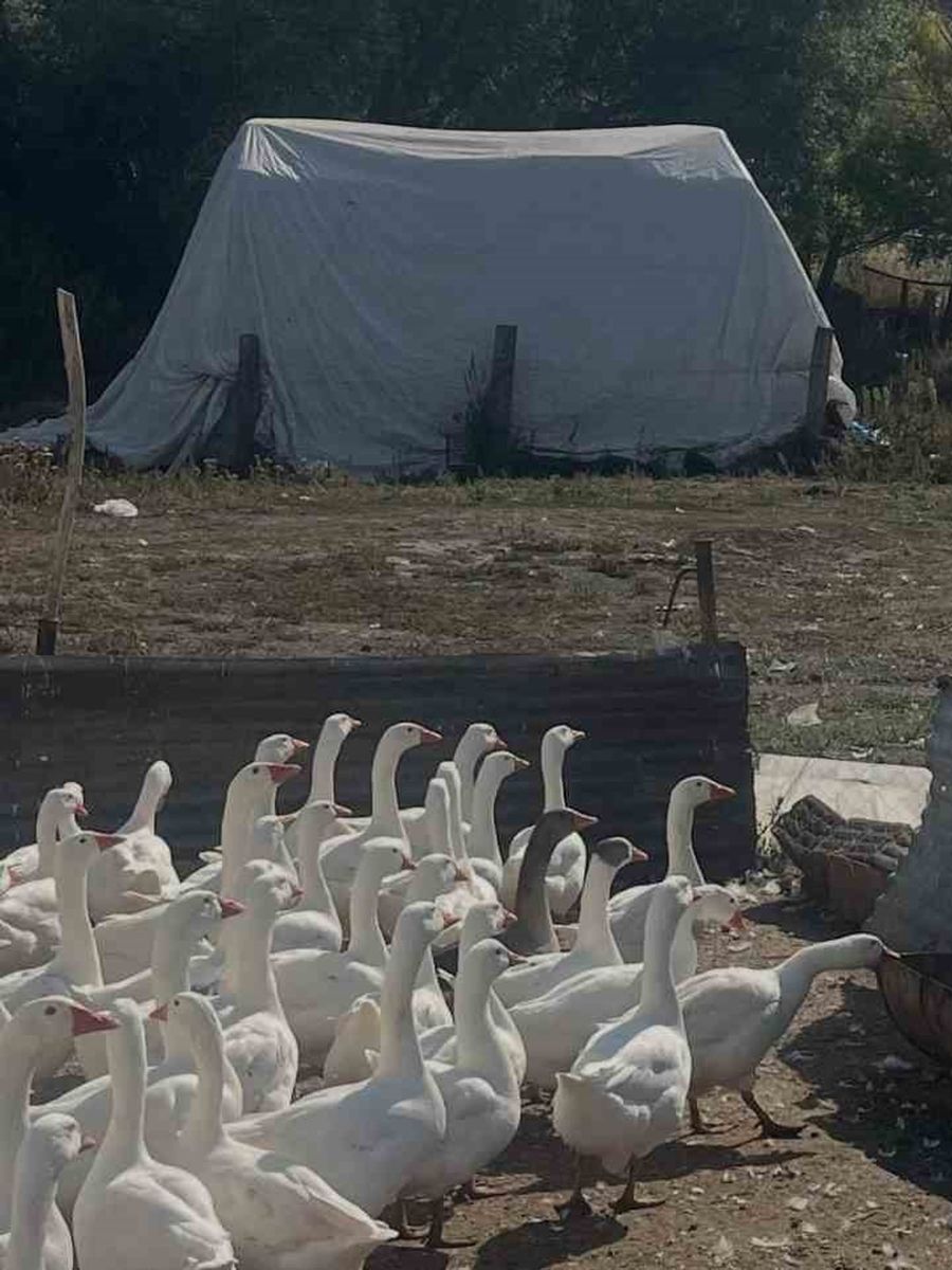 Akyaka’da kaz yetiştiriciliğine yakın takip