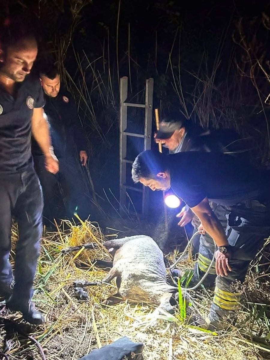 Su kuyusuna düşen koyun itfaiye ekiplerince kurtarıldı
