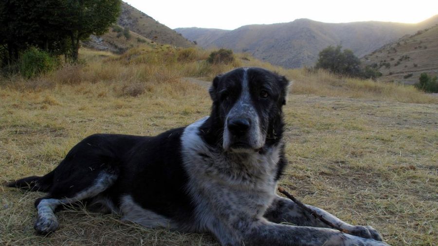 Kurtlarla Savaşan Köpek Irkları: Kangal Türkiye'nin Ulusal Koruyucusu