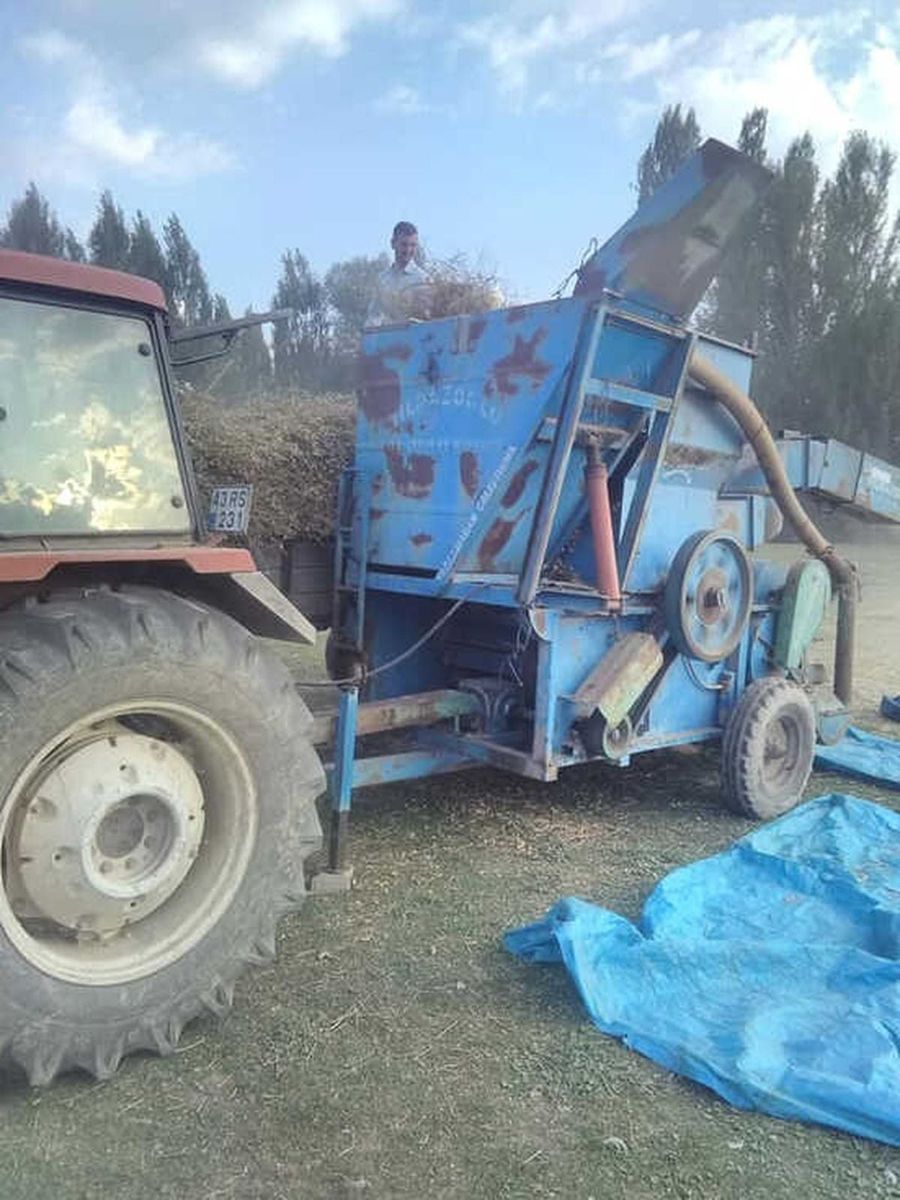 Yerli nohut çeşidinde hasat zinciri büyüyor