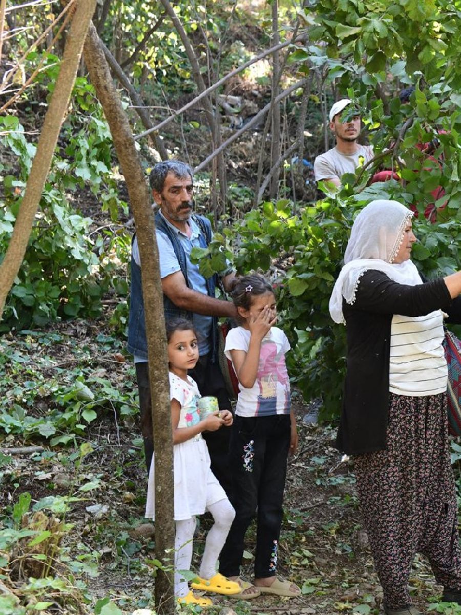 Kemah’ta nadir üretim: Fındık hasadı yapıldı