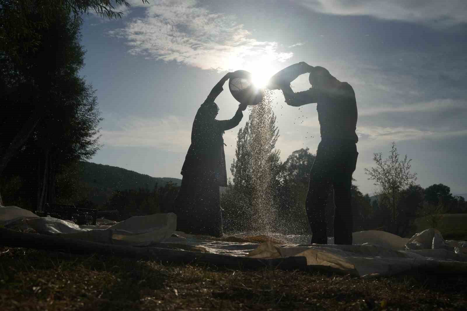 MUŞ’UN ALANİÇİ KÖYÜNDE MISIR HASADI, MODERN TARIM MAKİNELERİ YERİNE GELENEKSEL YÖNTEMLERLE YAPILIYOR.
