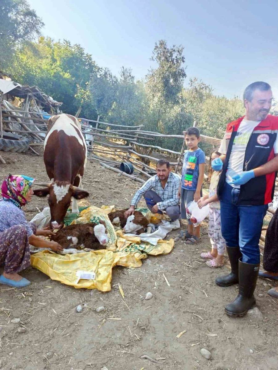 Muğla’da yeni doğan buzağılar için seferberlik