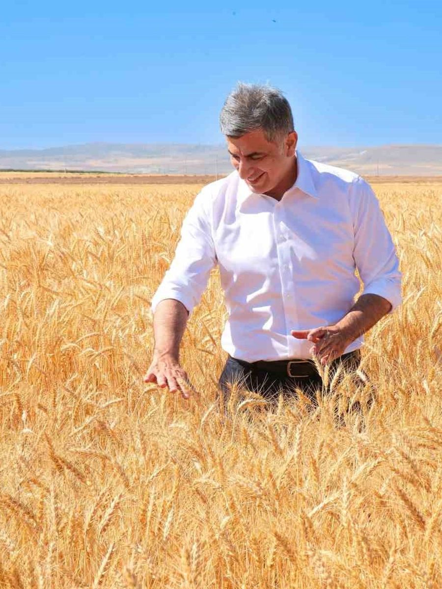 ETİ, kuraklığa dayanıklı Kanatlı Buğdayı’nın ilk tohumluk hasadını gerçekleştirdi