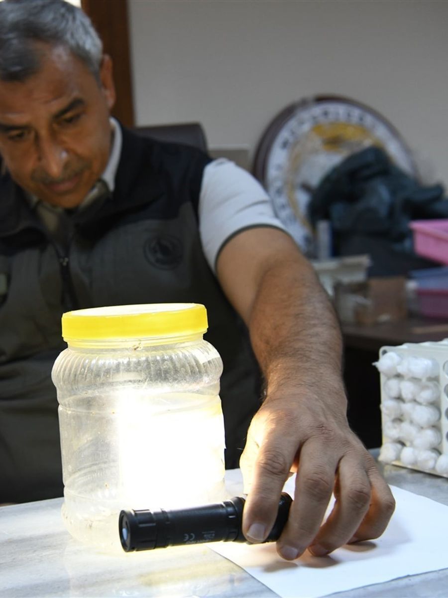 Yeşil vatanın sessiz koruyucuları laboratuvarda yetiştiriliyor