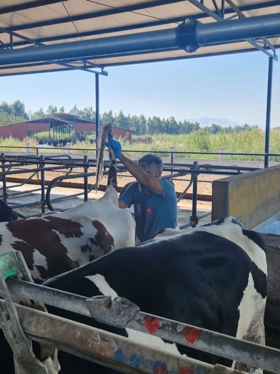 Söke’de hastalıktan ari işletmelerde rutin sağlık kontrolleri sürüyor