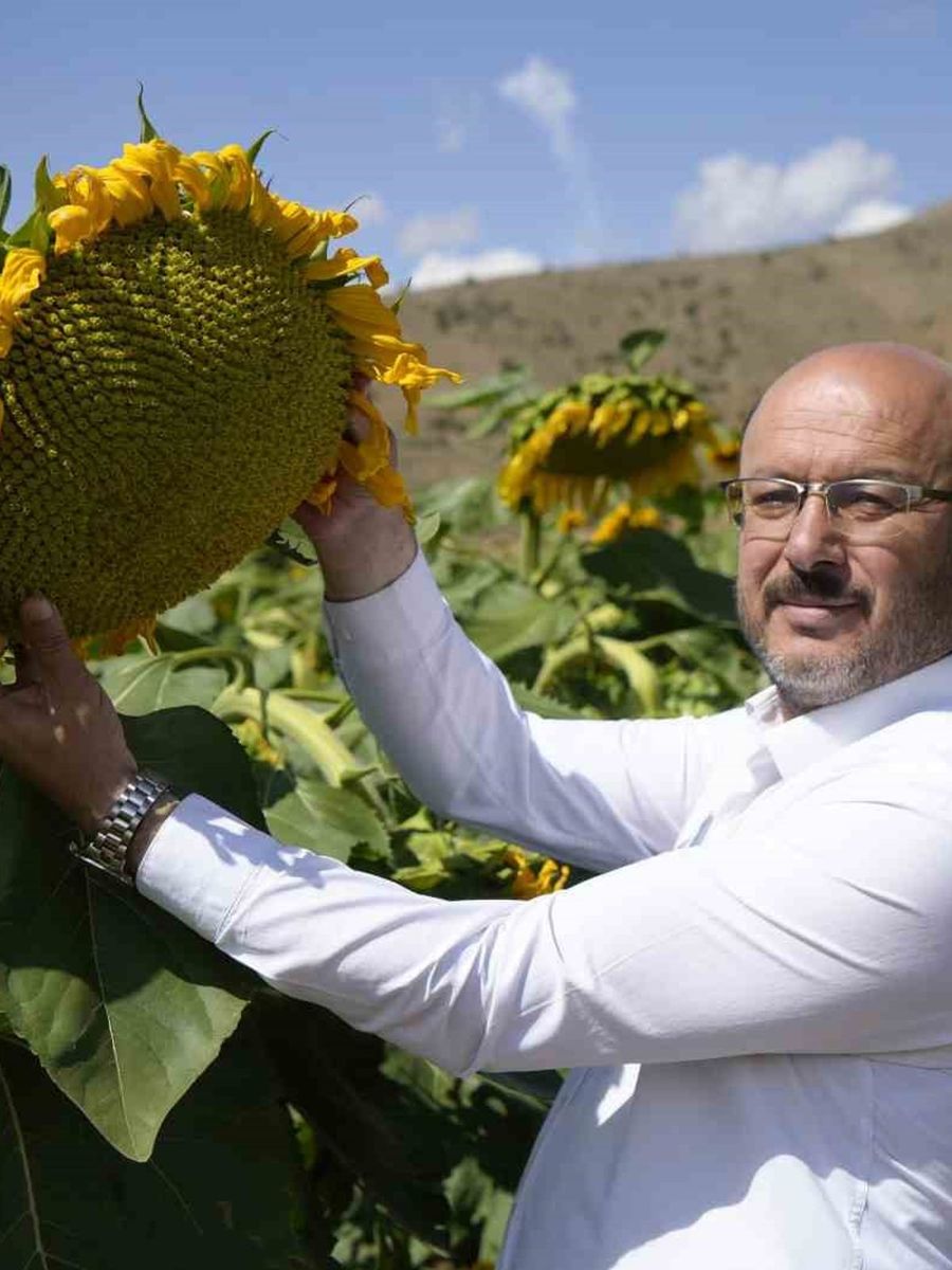Gümüşhane’de ayçiçeği bereketi: 200 dönümden 60 ton rekolte bekleniyor