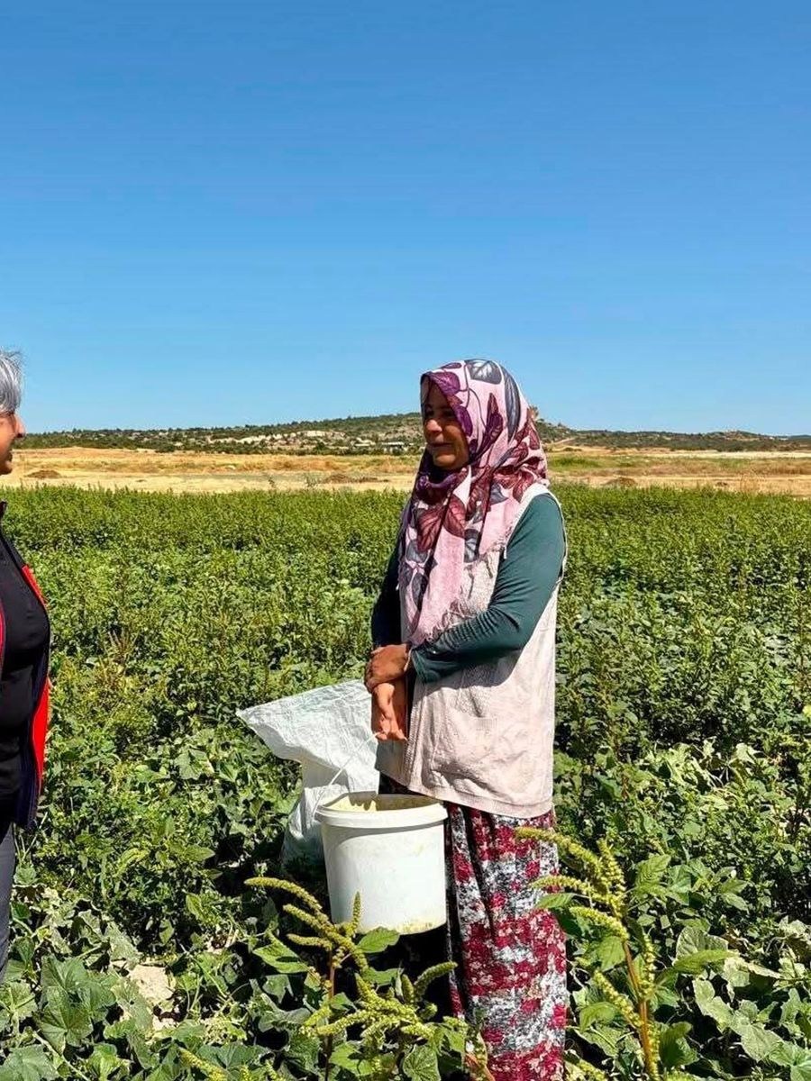 Turşuluk salatalık hasadı sürüyor
