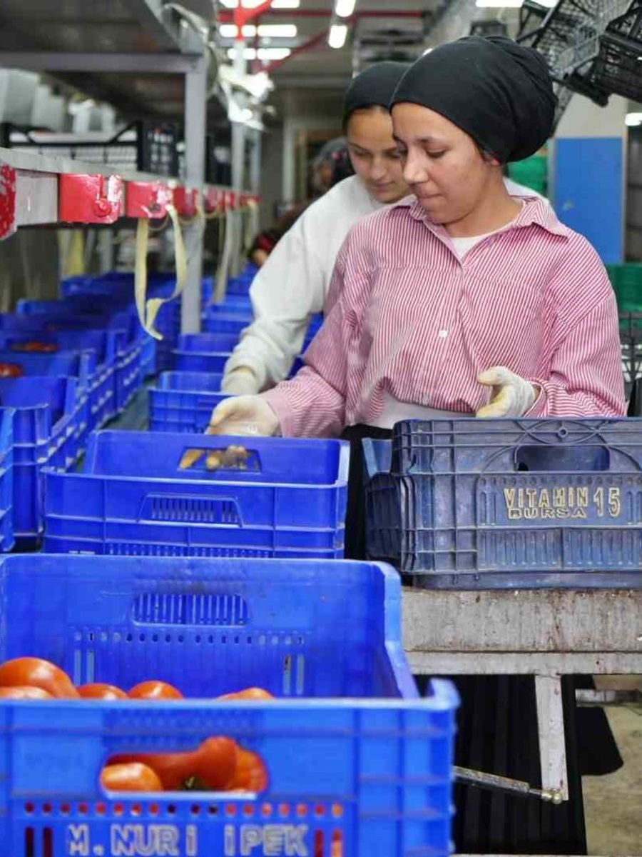 Ağustos ayında domates işlem miktar endeksi yüzde 56,70 azaldı
