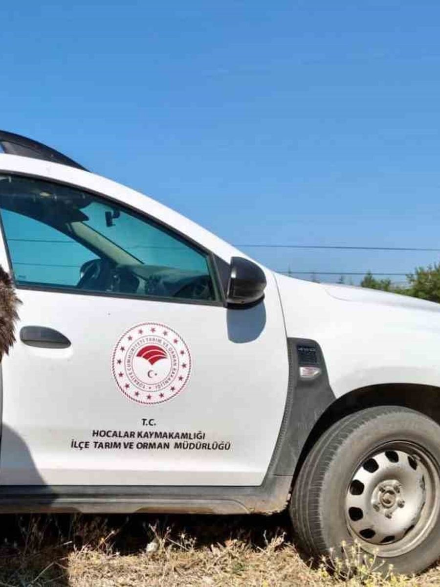 Yaralı puhu kuşu koruma altına alındı