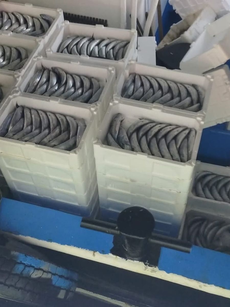 Sezonun ilk gününde avlanan palamutlar İnebolu Limanı’na geldi