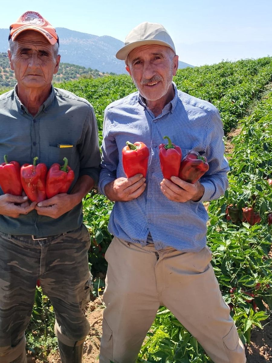 Salihli’de kapya biberde hasat zamanı