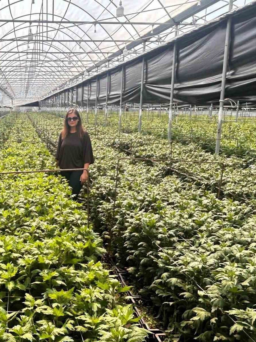 Simav’da kesme çiçek üreticilerine İBS ziyareti