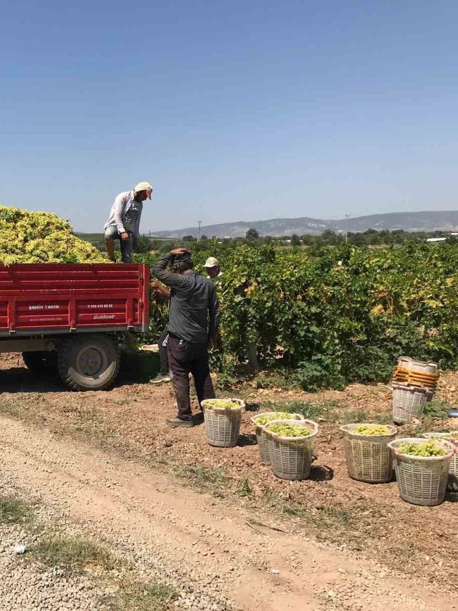 Güneyli üzüm üreticilerinden alıcılara fiyat tepkisi