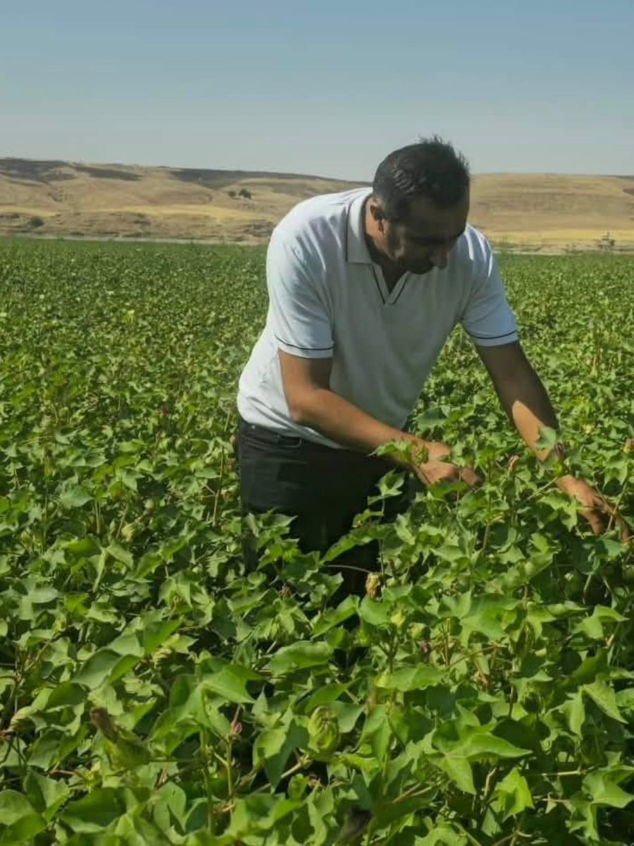 Cizre’de pamuk tarlalarında biyoteknik mücadele nöbeti