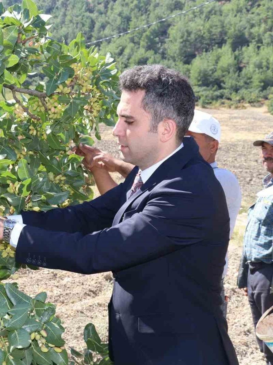 Selendi’nin ’Yeşil Altın’ın da hasat başladı
