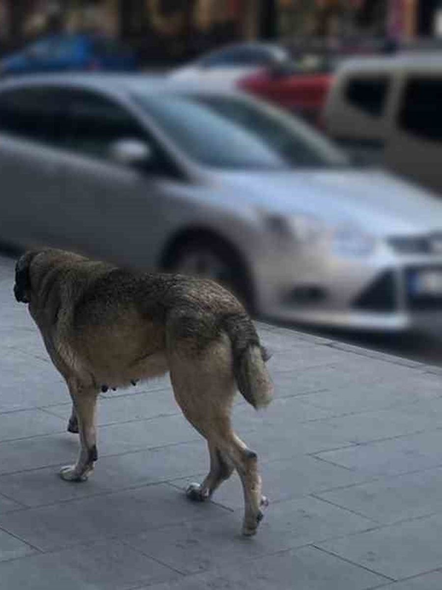 Sahipsiz hayvanlara yönelik denetim yapılacak