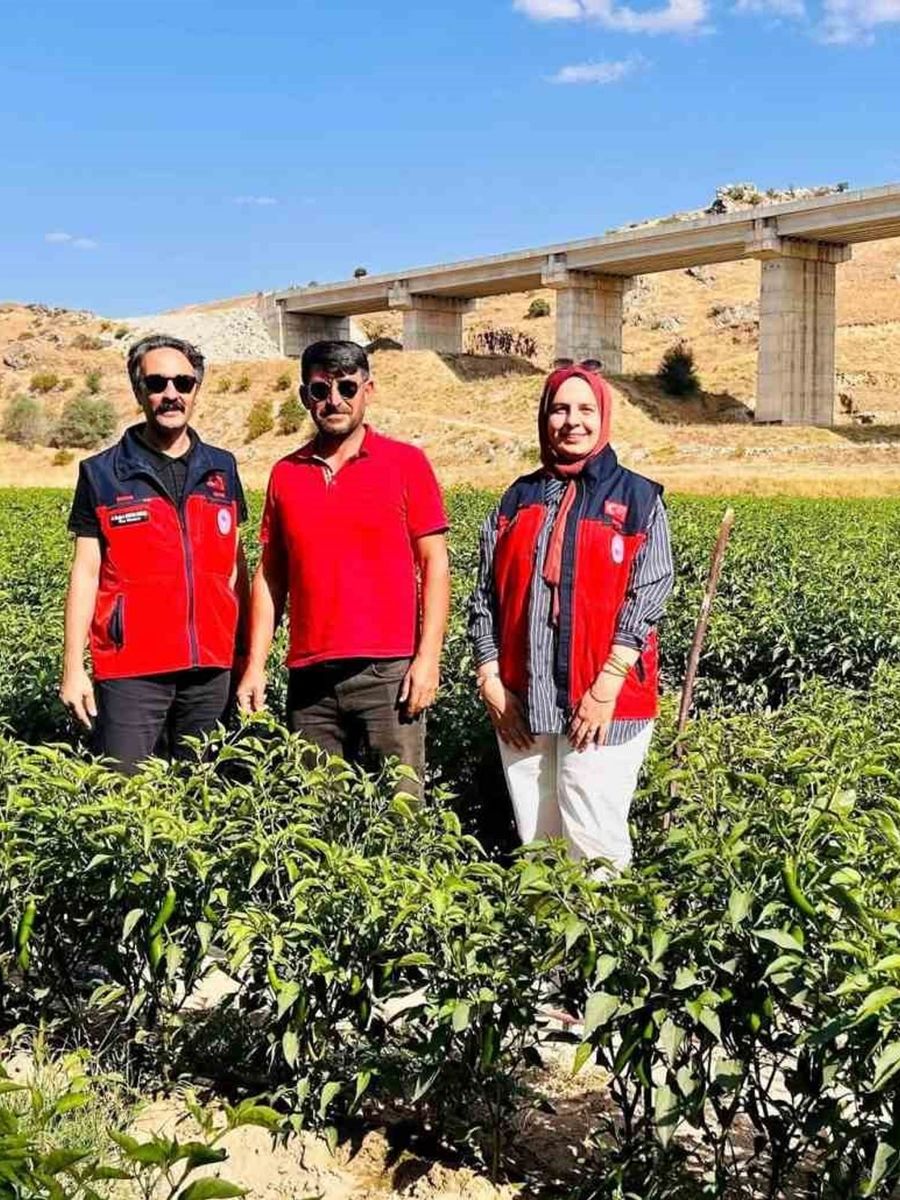 İscehisar’da jalapeno biber arazilerinde saha kontrolü