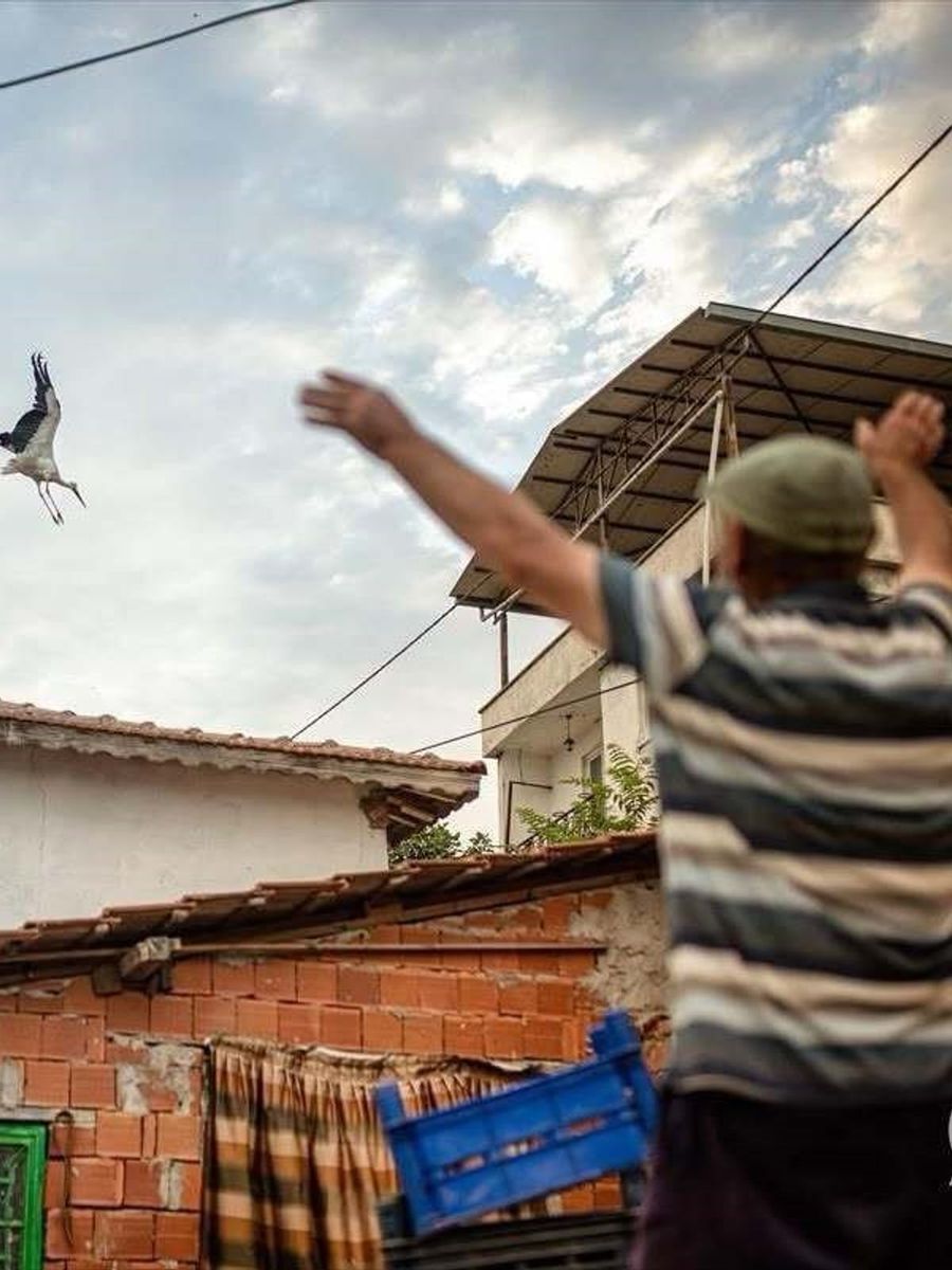 BURSA’NIN KARACABEY İLÇESİNE BAĞLI ESKİKARAĞAÇ LEYLEK KÖYÜ’NDE BALIKÇI ADEM YILMAZ İLE KURDUĞU DOSTLUKLA TÜRKİYE’NİN YAKINDAN TANIDIĞI YAREN LEYLEK, EŞİ NAZLI İLE BİRLİKTE GÖÇ YOLCULUĞUNA ÇIKTI. YAREN LEYLEĞİN HİKAYESİNİ YILLARDIR TAKİP EDEREK GENİŞ KİTLELERE DUYURAN DOĞA FOTOĞRAF SANATÇISI ALPER TÜ