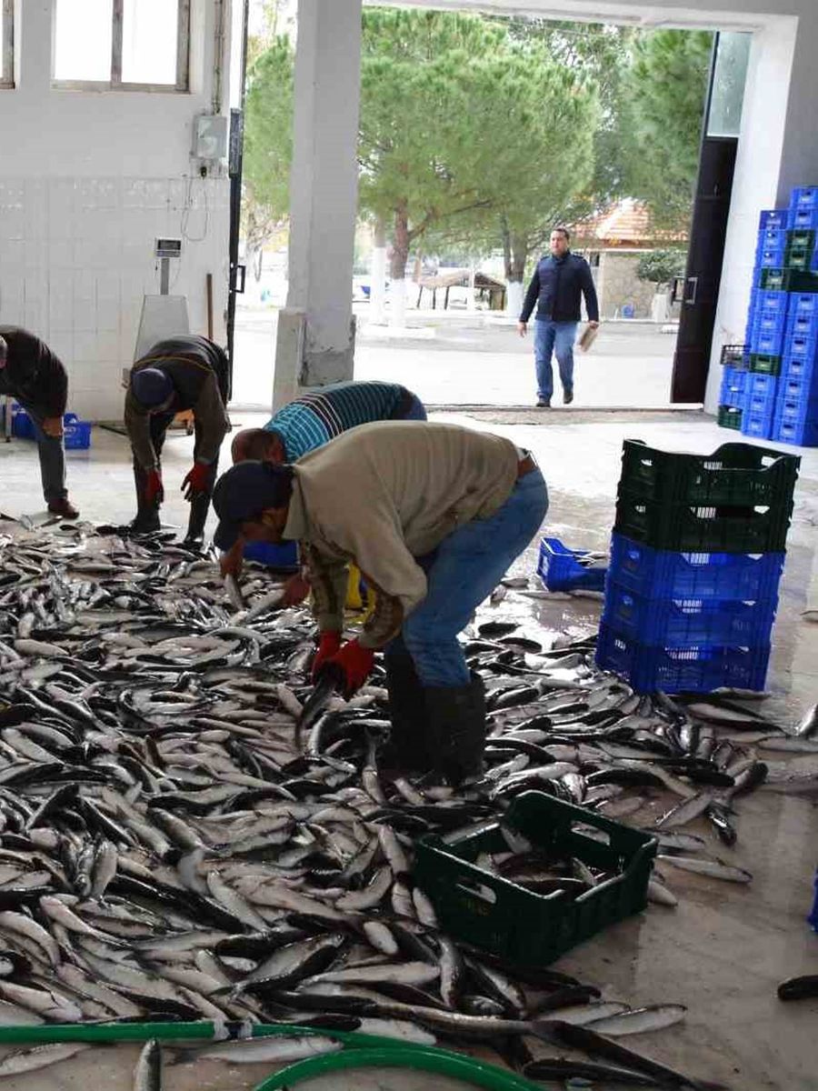 MUĞLA’NIN İHRACATINDA SU ÜRÜNLERİ, ZEYTİN VE MADENCİLİK ÖNE ÇIKIYOR
