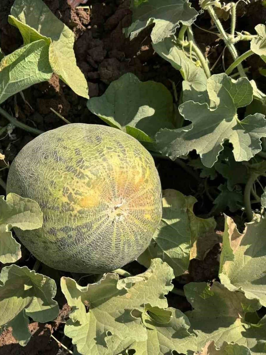 ŞIRNAK’IN CİZRE İLÇE TARIM VE ORMAN MÜDÜRLÜĞÜ TEKNİK PERSONELLERİ, KEBELİ KÖYÜNDEKİ KAVUN VE KARPUZ EKİLİ ALANLARDA İNCELEME VE TEKNİK KONTROLLER GERÇEKLEŞTİRDİ.