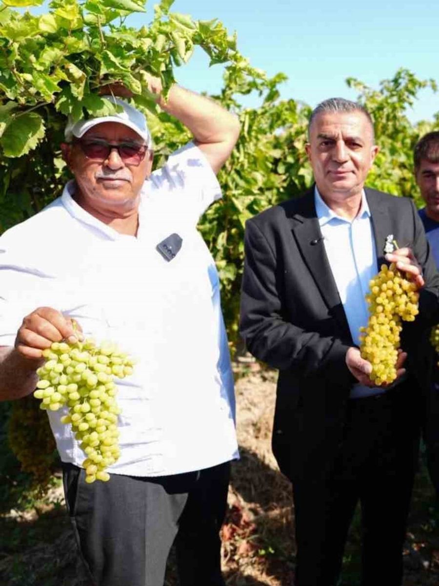 Manisa’da bağbozumu heyecanı başladı