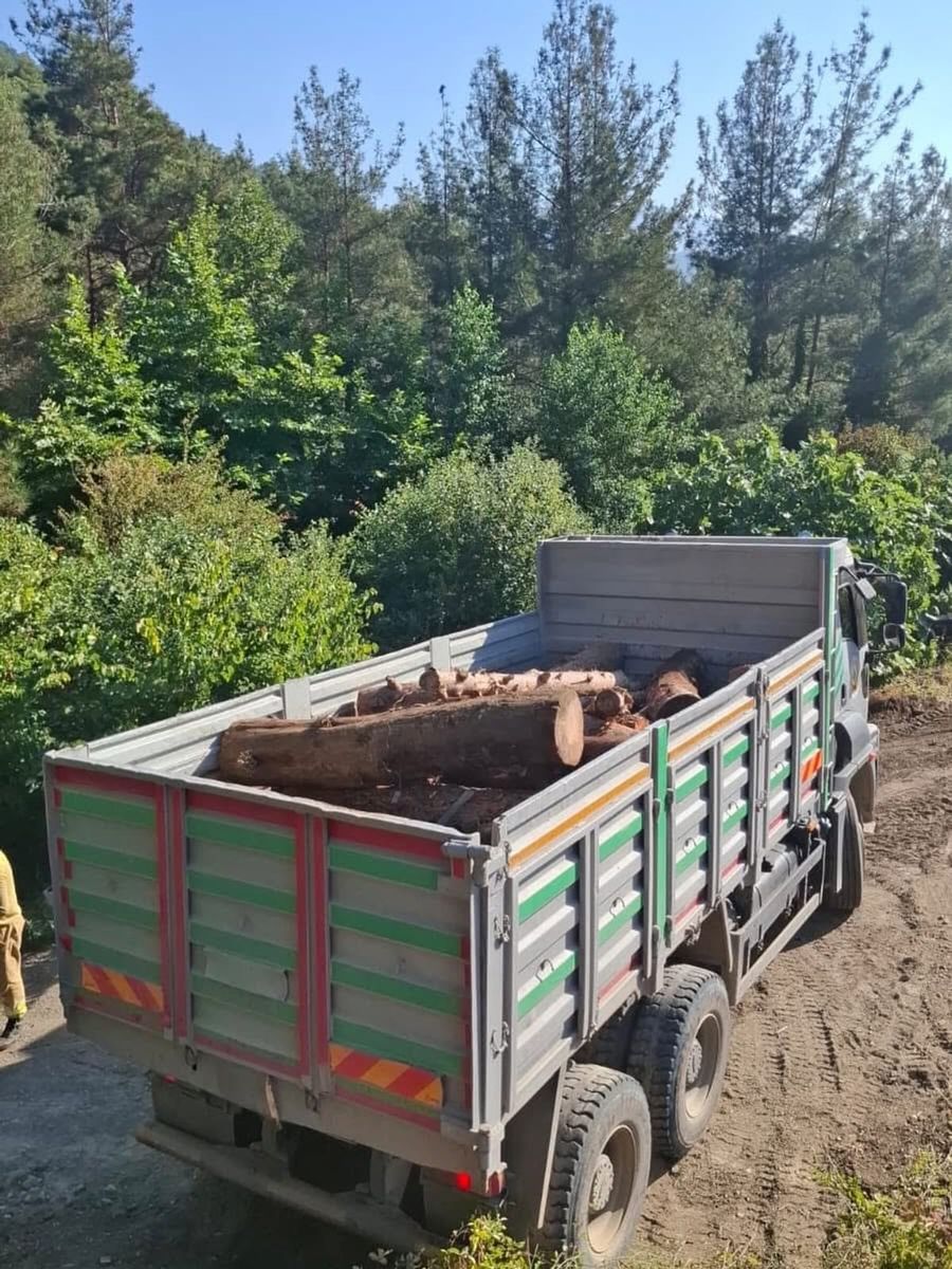 İskenderun’da kaçak ağaç kesimi yapanlara işlem yapıldı