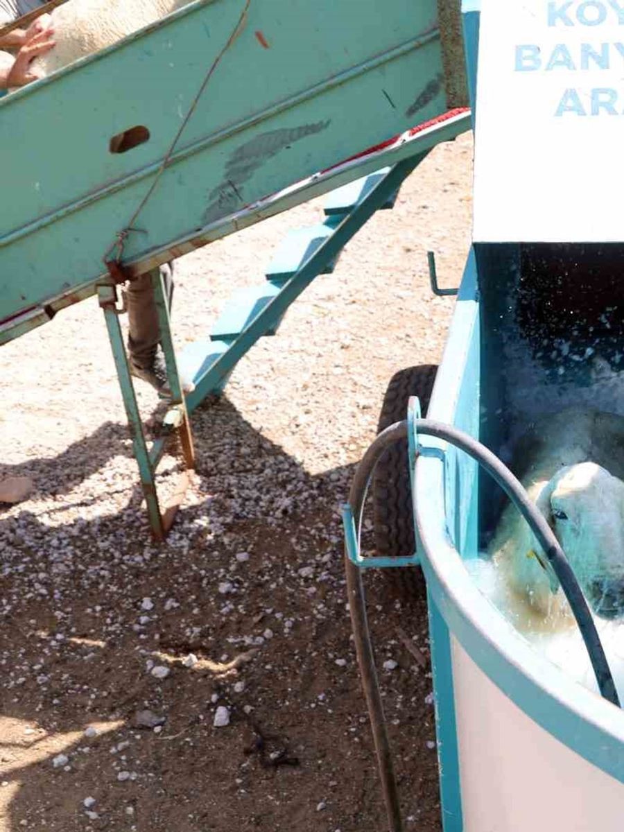 Talas’ta 16 bin koyun bu banyodan geçti