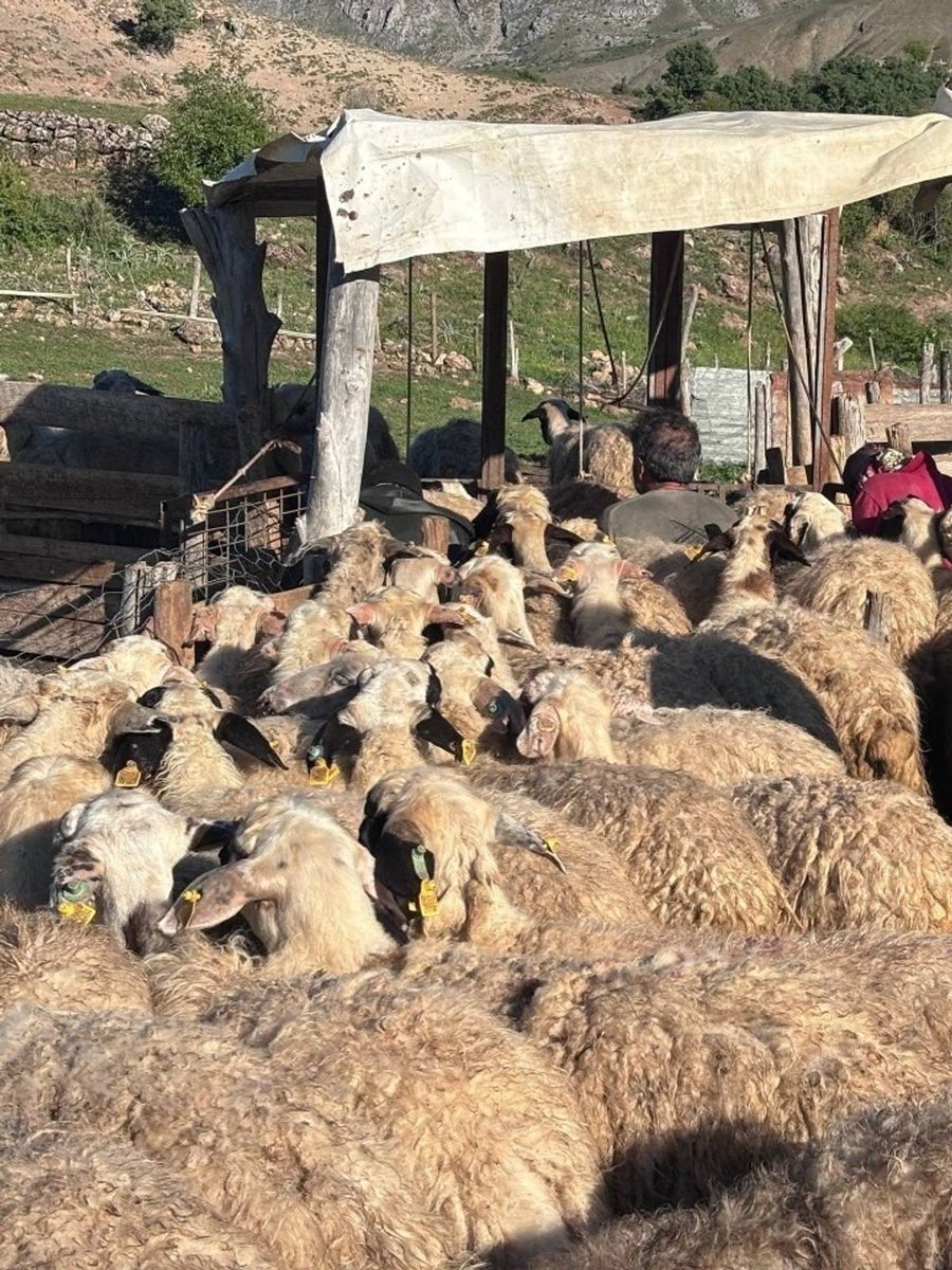 Konargöçer ailelerin ömrü yaylalarda geçiyor