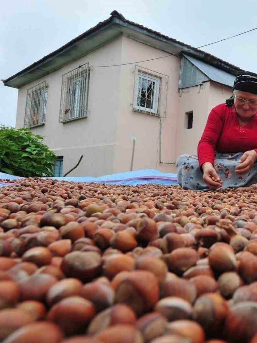 Düzce’den AB ülkelerine 7 bin 192 ton fındık ihraç edildi