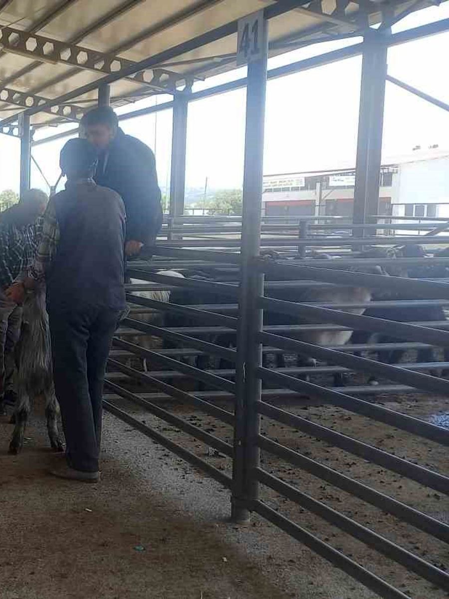 Gediz Belediyesi hayvan pazarı pazartesi günleri kurulacak