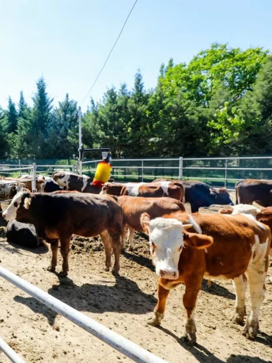 Belediye vatandaşın ucuz et ihtiyacı karşılamak için besi çiftliği kurdu