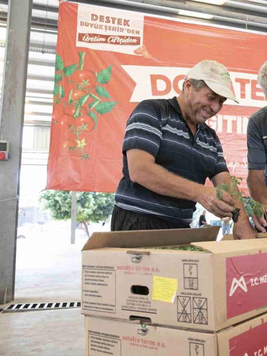 Mersin’de 200 üreticiye yüzde 70 hibeli domates fidesi desteği