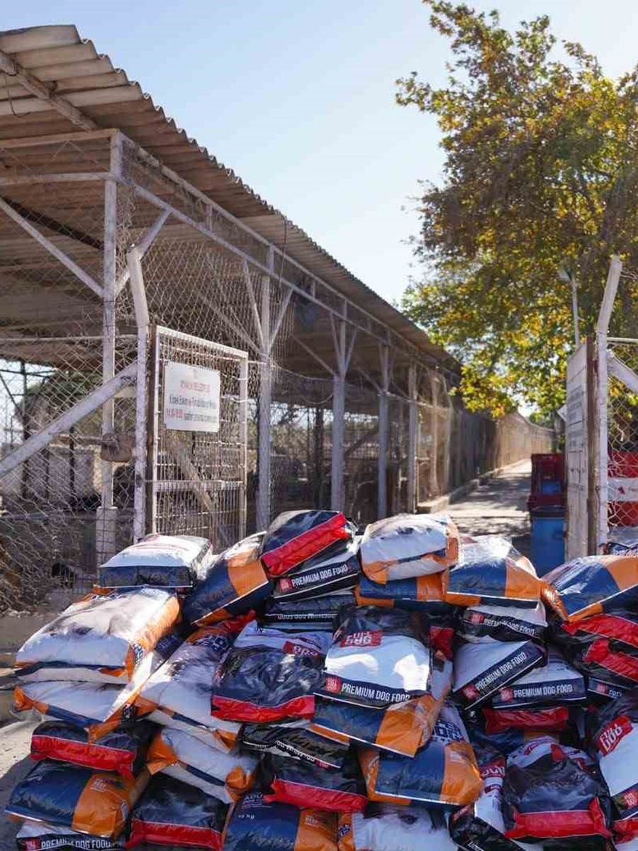 Ayvalık’ta can dostlar için dayanışma: Bir ton mama toplandı