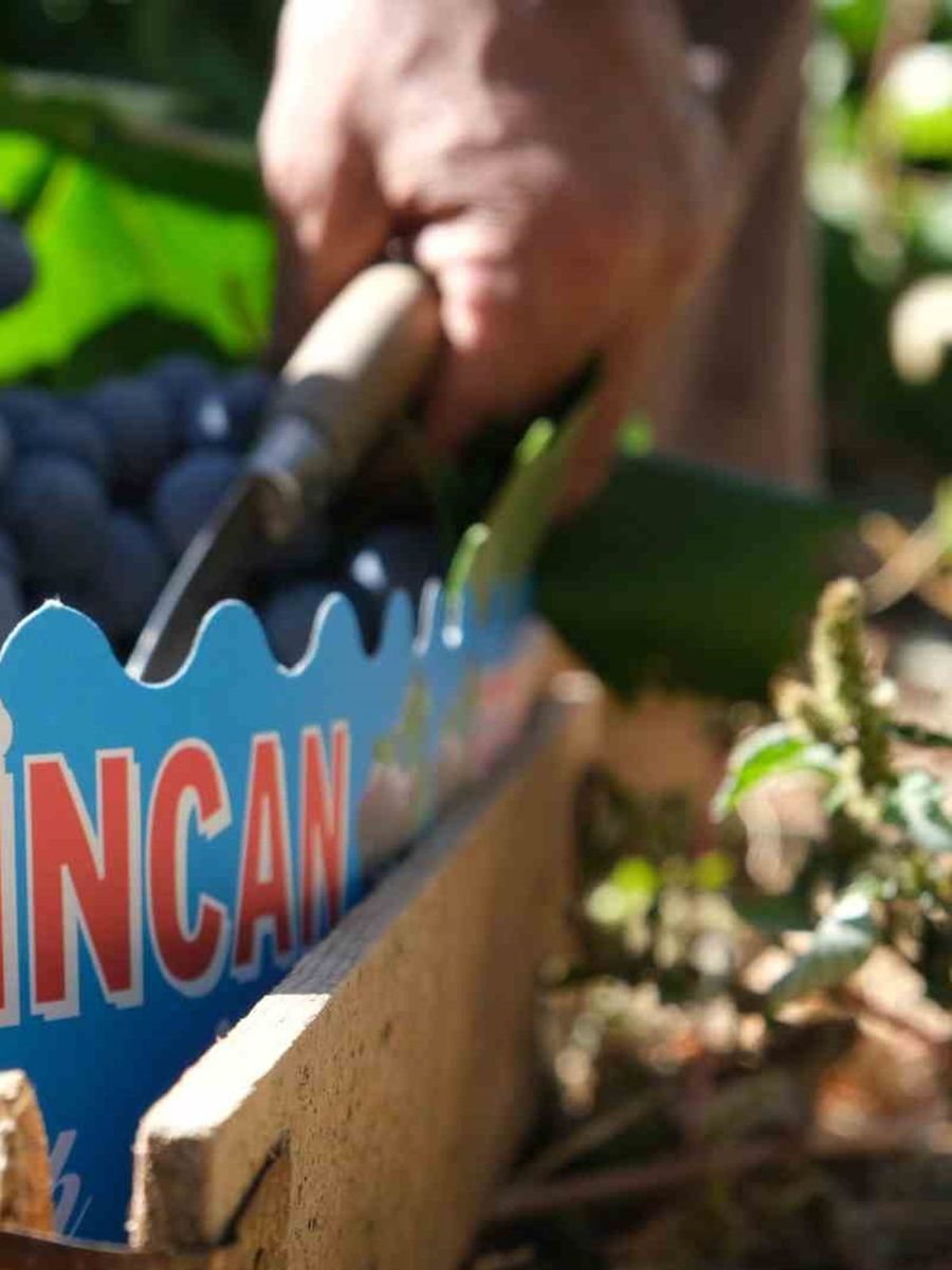Erzincan’ın siyah incisi Cimin üzümünde hasat zamanı