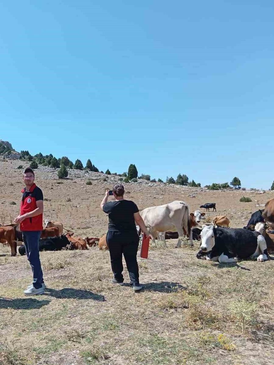 Yerli hayvan ırklarının korunması çalışmaları sürüyor