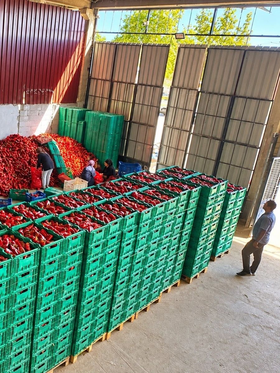 Kapya biber de bolluk fiyatları düşürdü