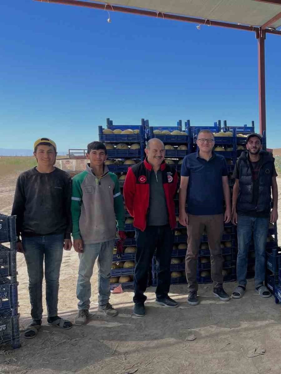Bor’da domates ve kavun hasadı başladı